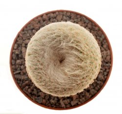 YAVIA CRYPTOCARPA, illustrative photo