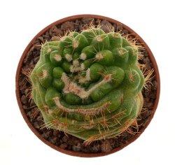 NOTOCACTUS uebelmannianus f. monstrosus, illustrative photo