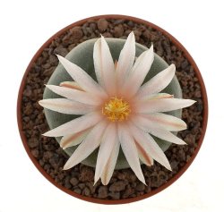 LOPHOPHORA diffusa var. koehresii, illustrative photo