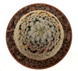 MAMMILLARIA sanchez-mejoradae, illustrative photo