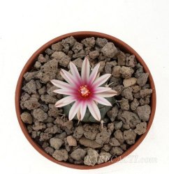 TURBINICARPUS bonatzii, illustrative photo