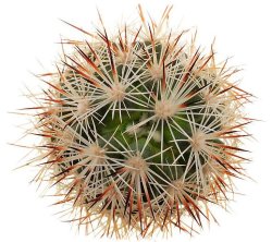 CORYPHANTHA alversonii SB 1800, 29 Palms, Cal., USA, illustrative photo