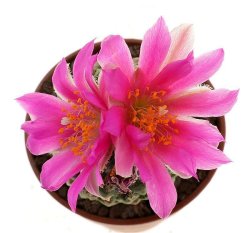 ENCEPHALOCARPUS strobiliformis, illustrative photo