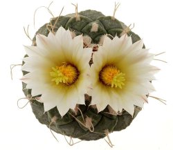 STROMBOCACTUS disciformis var. minimus, illustrative photo