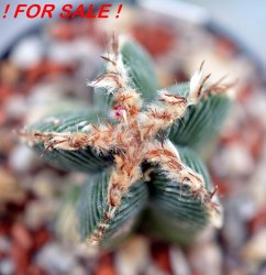 AZTEKIUM valdezii GCG 10893, clone D, own roots, 5,5 cm pot, rooted offset