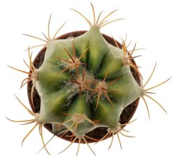 ECHINOCACTUS parryi f. variegate, illustrative photo