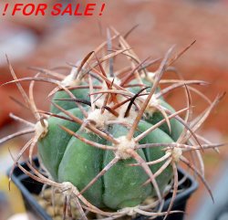 ECHINOCACTUS horizonthalonius var. nicholii, Vekol Mts., Pinal Co., grafted seedling