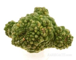 TRICHOCAULON dintheri (marlothii), illustrative photo