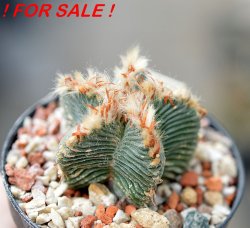AZTEKIUM valdezii GCG 10893, clone K, own roots, 5,5 cm pot, rooted offset