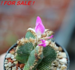 AZTEKIUM valdezii GCG 10893, clone D, own roots, 5,5 cm pot, rooted offset