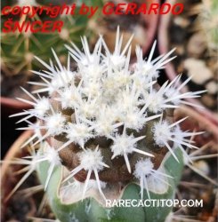 COPIAPOA columna - alba GCG 15329b, f. white spines, illustrative photo