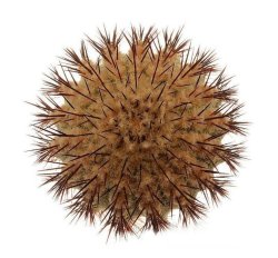 UEBELMANNIA pectinifera aff. flavispina x inhaiensis n. prov., RNK 46, Chapada, illustrative photo