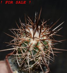 COPIAPOA bridgesii PTT02 (APT), Cerro Chanaral, 5 cm pot, SEEDLING