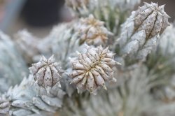 EUPHORBIA abdelkurii f. crest, illustrative photo