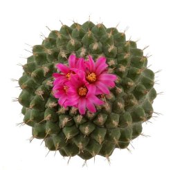 STROMBOCACTUS disciformis ssp. esperanzae VM 291, type form, Xichu, illustrative photo