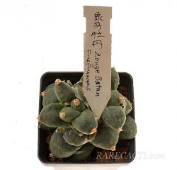 ARIOCARPUS furfuraceus cv. Zonge Batan, illustrative photo