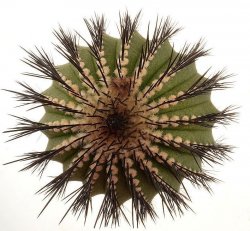 UEBELMANNIA pectinifera var. inhaiensis n.n.