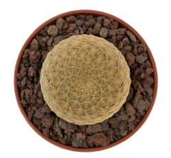 EUPHORBIA piscidermis