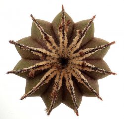 UEBELMANNIA pectinifera, illustrative photo