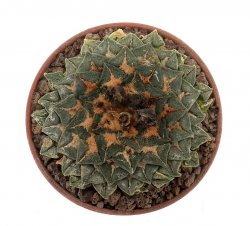 ARIOCARPUS kotschoubeyanus var. albiflorus, illustrative photo