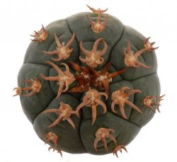 GYMNOCALYCIUM spegazzinii var. unguispinum SL 44b, illustrative photo