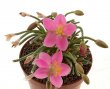 AVONIA quinaria ssp. quinaria, 1 pot 6 cm