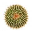 UEBELMANNIA GUMMIFERA F. TALL PLANTS RNK 102/14, 2,5 CM, TROMBA D´ANTA, SEEDLING