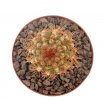 PIERREBRAUNIA BAHIENSIS, 6,2 CM TALL, SEEDLING