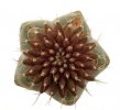 UEBELMANNIA MENINENSIS VAR. RUBRA RNK 22, 1,5 CM, SEEDLING