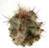 PIERREBRAUNIA BRAUNIORUM, CLONE 2, 3,3 CM, GRAFTED