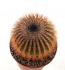 UEBELMANNIA PECTINIFERA SPEC. NOVA AFF. VAR.CREBRISPINA RNK 95, CLONE 5, 6 CM, GRAFTED
