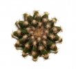 DISCOCACTUS HU 390 X HU 19DISCOCACTUS HU 390 X HU 193 X HORSTII, 5,4 CM, SEEDLING3 X HORSTII,  CM, S