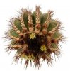 UEBELMANNIA PECTINIFERA VAR. PSEUDOPECTINIFERA RNK 35, DATAS, 12,5 CM TALL, 16 YEARS OLD FLOWERING !