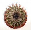UEBELMANNIA pectinifera aff. f. nova RNK 98, clone 5, rooted offset