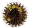 UEBELMANNIA pectinifera var. crebrispina RNK 69, nov. prov., clone 1, grafted
