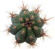 CIPOCEREUS bradei, grows with U. eriocactoides RNK 99, Serra do Espinhaco, 20 seeds