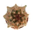 FEROCACTUS lindsayi GM 1310, El Jaraguay, BC, clone 2, grafted