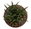 ARIOCARPUS agavoides PP 208, 10 seeds 