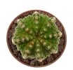 AZTEKIUM ritteri f. intercostatum GCG 10888, Puente Ciprian, 10 seeds