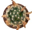 MAMMILLARIA roczekii, 7 seeds