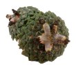 ARIOCARPUS kotschoubeyanus PP 423, San Francisco (Las Tablas), 10 seeds