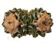 ARIOCARPUS fissuratus var. hintonii PP 352, Matehuala, SLP., 12 seeds