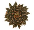 ARIOCARPUS kotschoubeyanus var. macdowellii, 10 seeds
