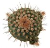 STROMBOCACTUS esperanzae f. long spine, SN 2014.0201, near Alamos, Gto., 20 seeds