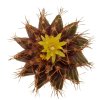 UEBELMANNIA buiningii, 7 seeds