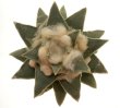 ARIOCARPUS retusus var. pullchelus PP 1444, Francisco Y Madero, Miguel Hidalgo, Tam., 7 seeds