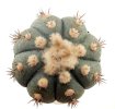 ECHINOCACTUS horizonthalonius F98, Las Mariposas,NL., Mex., seedling