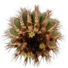 UEBELMANNIA pectinifera var. pseudopectinifera RNK 38, 1415 m., one pot of seedlings