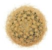DISCOCACTUS araneispinus, 2  -  2,5 cm