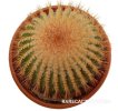 UEBELMANNIA pectinifera aff. f. nova RNK 90, 15k NE of Santa Barbara, 5 seeds 